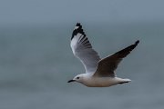 Hartlaub's gull