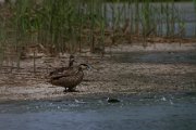 Hottentot teal