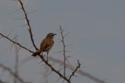 Kalahari scrub-robin