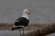 Kelp gull