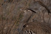 Kori bustard