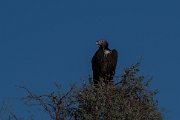 Lappet-faced vulture
