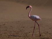 Lesser flamingo
