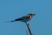 Lilac-breasted roller