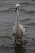 Little egret