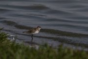 Little stint