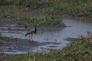 Long-toed lapwing