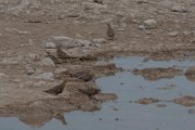 Namaqua sandgrouse