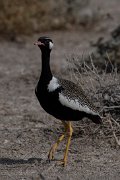 Northan black korhaan