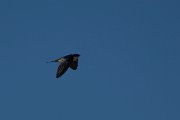Pearl-breasted swallow