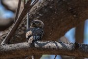 Pearl-spotted owl