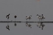 Pied avocet