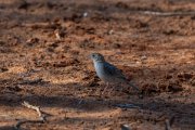 Rattling cisticola