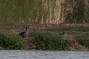 Red-billed teal