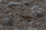 Red-capped lark