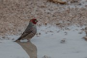 Red-headed finch