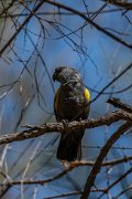 Ruppell's parrot
