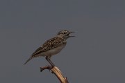 Sabota lark