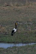 Saddle-billed stork