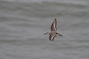 Sanderling