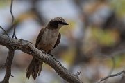 Southern white-crowned shrike