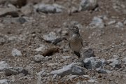 Spike-heeled lark