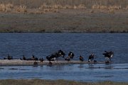 Spur-winged goose