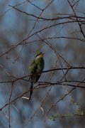 Swallow-tailed bee-eater