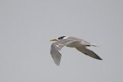 Swift tern