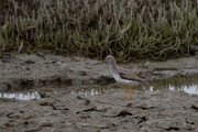 Terek sandpiper