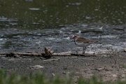 Three-banded plover