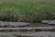 Whimbrel