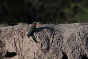 White-fronted bee-eater