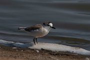 White-fronted plover