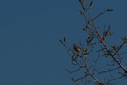 Yellow-bellied eremomela