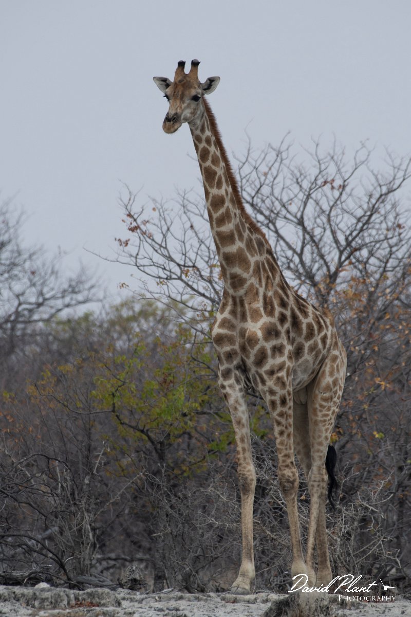 DPPhotography - Namibia - Angolan giraffe - B.jpg - Angolan giraffe - Etosha National Park