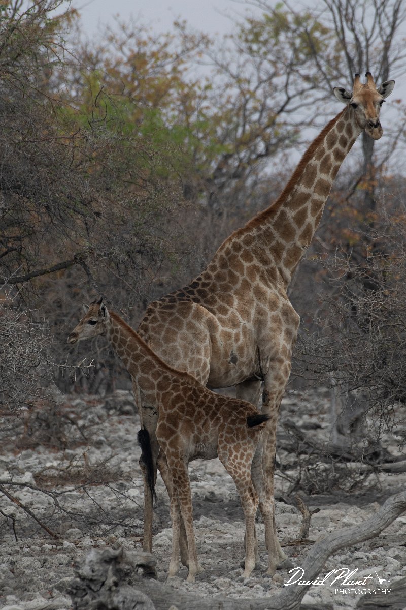 DPPhotography - Namibia - Angolan giraffe - D.jpg - Angolan giraffe mother and calf - Etosha National Park