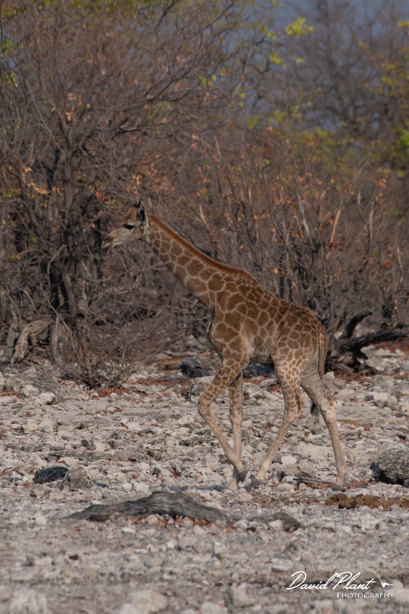 DPPhotography - Namibia - Angolan giraffe - E.jpg - Angolan giraffe calf - Etosha National Park