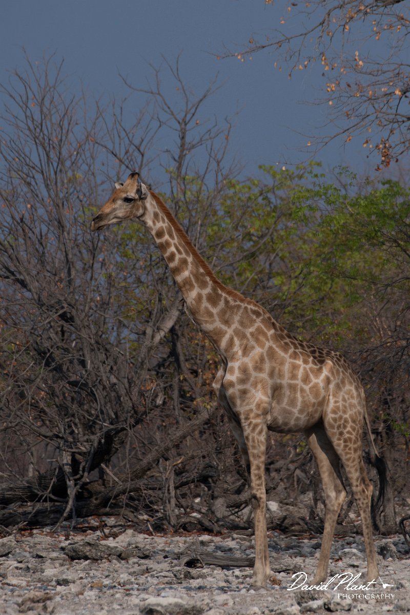DPPhotography - Namibia - Angolan giraffe - F.jpg - Angolan giraffe - Etosha National Park