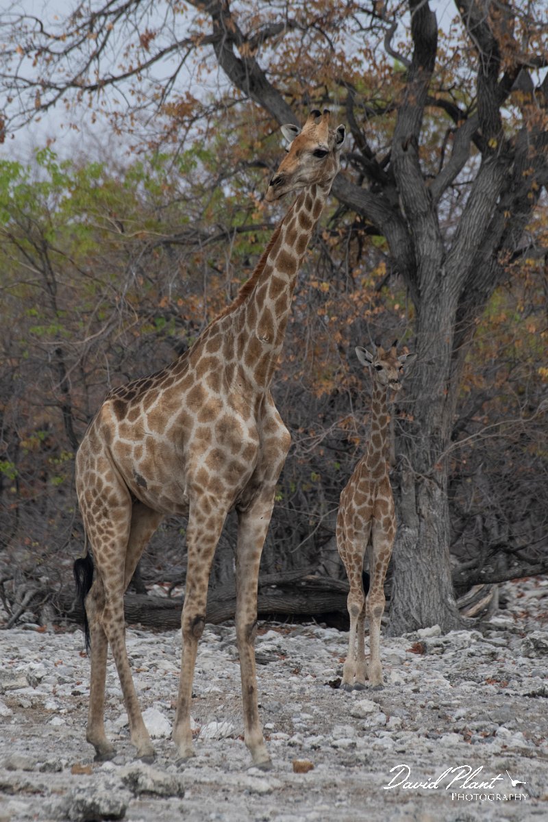 DPPhotography - Namibia - Angolan giraffe - G.jpg - Angolan giraffe mother and calf - Etosha National Park