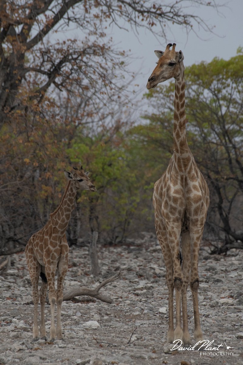 DPPhotography - Namibia - Angolan giraffe - I.jpg - Angolan giraffe mother and calf - Etosha National Park