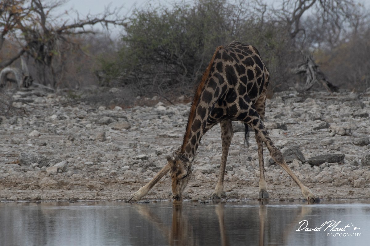 DPPhotography - Namibia - Angolan giraffe - J.jpg - Angolan giraffe drinking at Goas - Etosha National Park