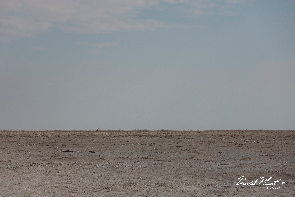 DPPhotography - Namibia - Angolan giraffe - K.jpg - Angolan giraffe - Etosha National Park
