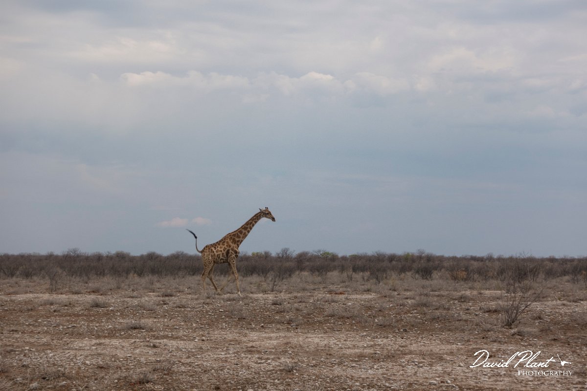 DPPhotography - Namibia - Angolan giraffe - L.jpg - Angolan giraffe - Etosha National Park