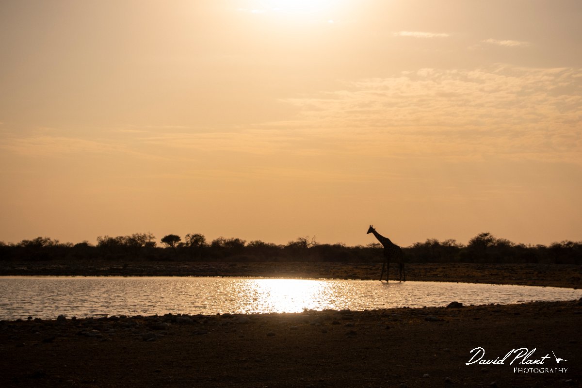 DPPhotography - Namibia - Angolan giraffe - M.jpg - Angolan giraffe at sunrise by Klein Namutoni  - Etosha National Park