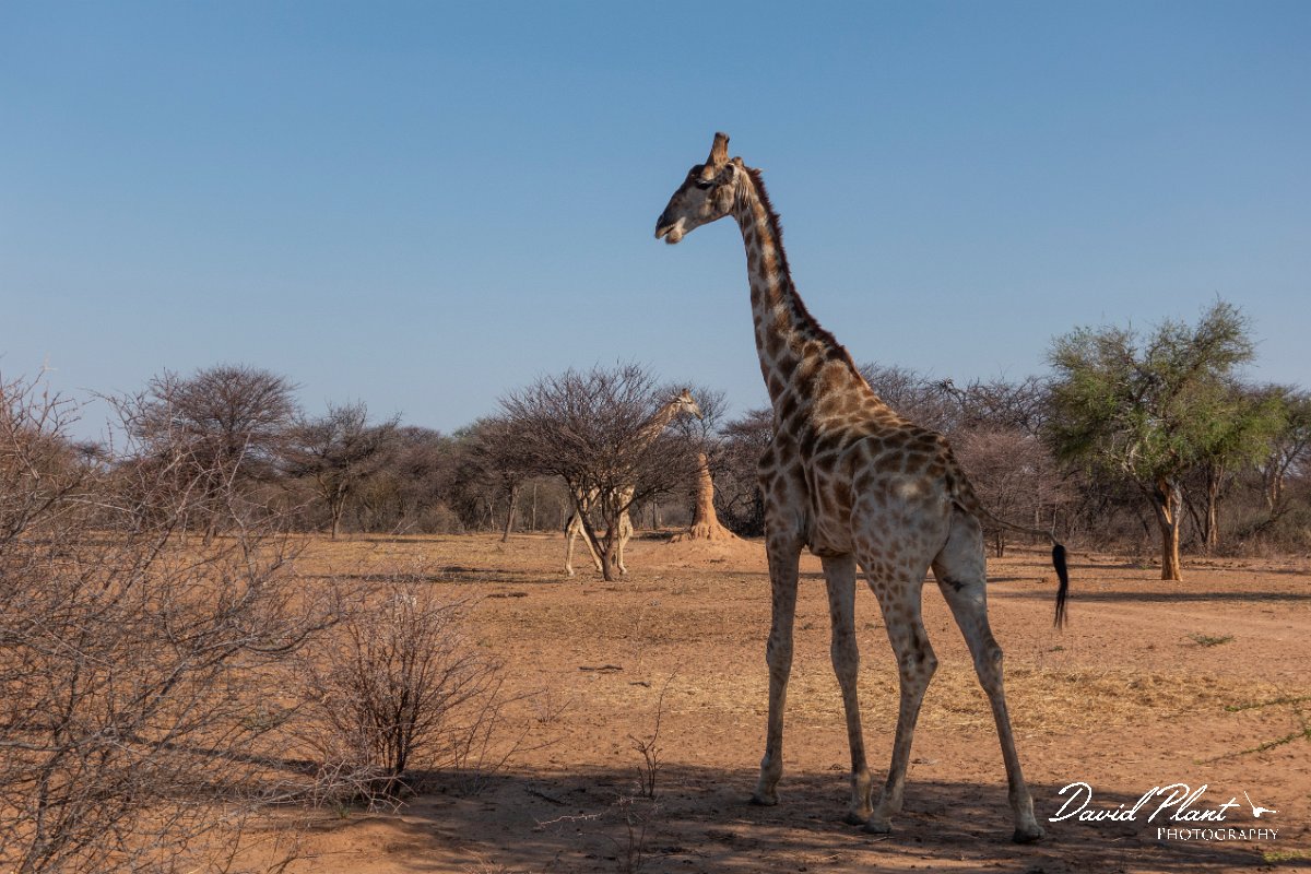 DPPhotography - Namibia - Angolan giraffe - O.jpg - Angolan giraffe - Waterberg