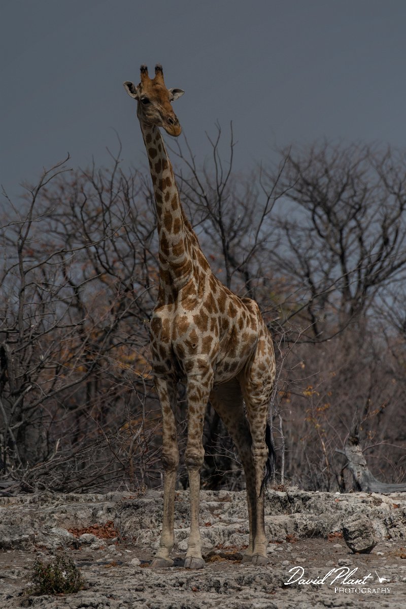 DPPhotography - Namibia - Angolan giraffe - P.jpg - Angolan giraffe - Etosha National Park