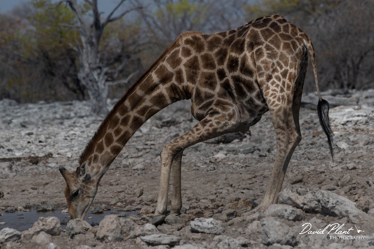 DPPhotography - Namibia - Angolan giraffe - Q.jpg - Angolan giraffe drinking at Goas - Etosha National Park