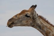 DPPhotography - Namibia - Angolan giraffe - A