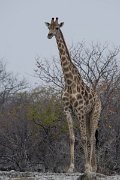 DPPhotography - Namibia - Angolan giraffe - B